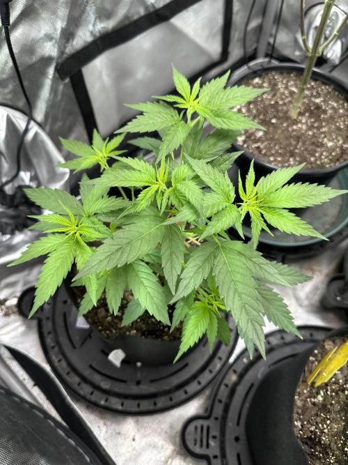 Lemon Mandarin- 42 fast buds. Week 5