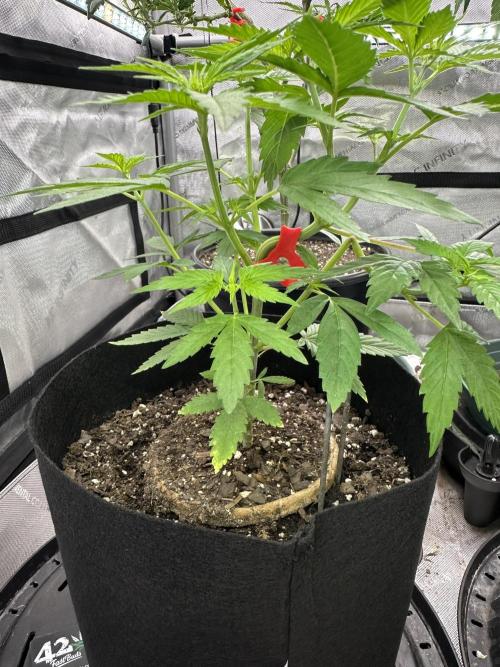 Lemon Mandarin- 42 fast buds. Week 5