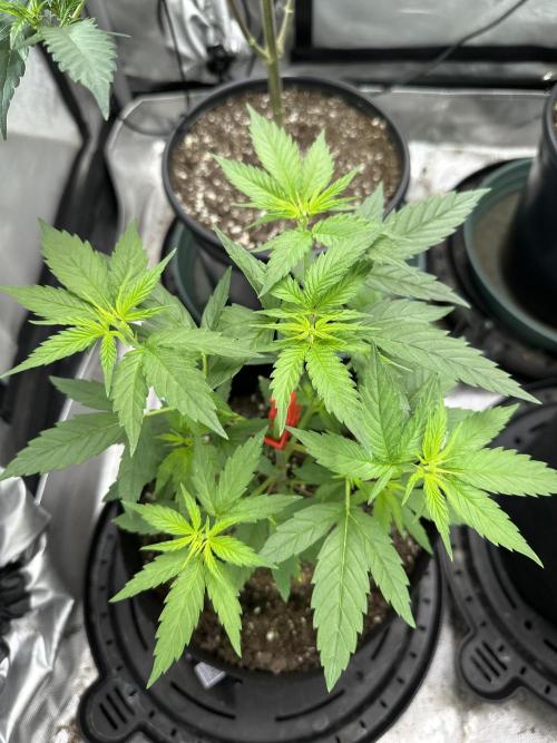 Lemon Mandarin- 42 fast buds. Week 5