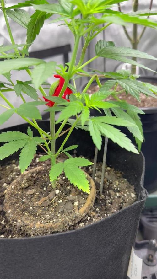 Lemon Mandarin- 42 fast buds