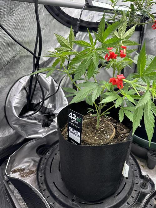 Lemon Mandarin- 42 fast buds. Week 6