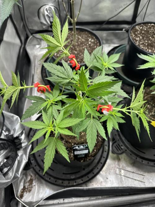 Lemon Mandarin- 42 fast buds. Week 6