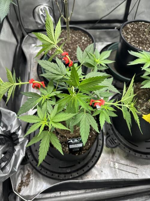 Lemon Mandarin- 42 fast buds. Week 6