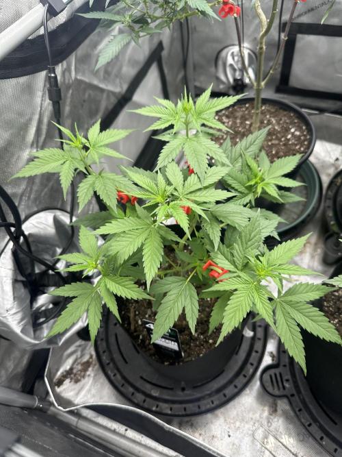 Lemon Mandarin- 42 fast buds. Week 6 - 6 hours after lst 