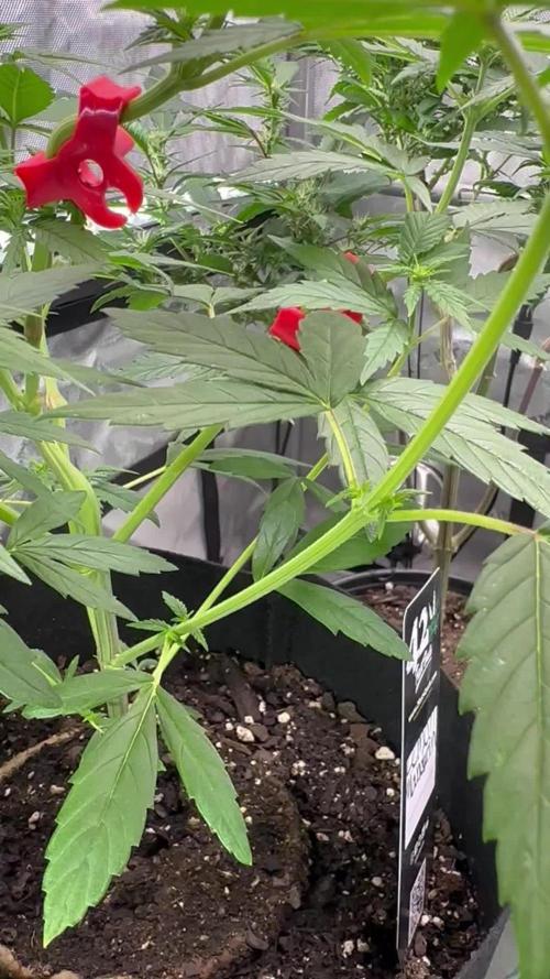 Lemon Mandarin- 42 fast buds