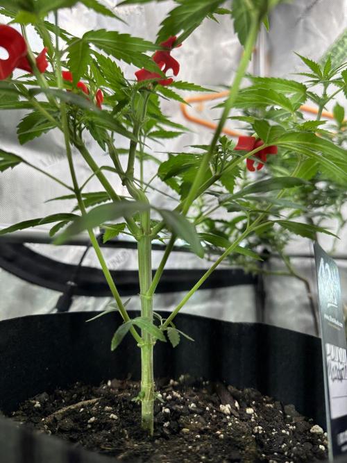 Lemon Mandarin- 42 fast buds. Week 6