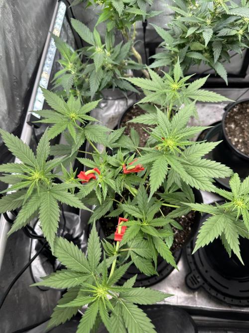 Lemon Mandarin- 42 fast buds. Week 6