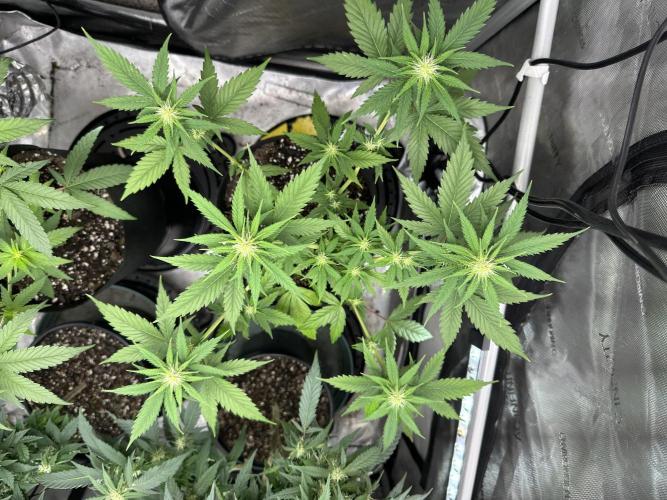 Lemon Mandarin- 42 fast buds. Week 7 - Day18