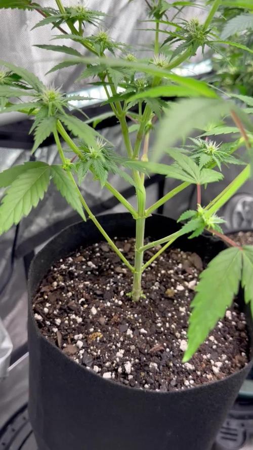 Lemon Mandarin- 42 fast buds