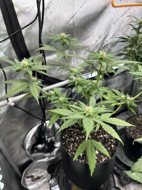 Lemon Mandarin- 42 fast buds. Week 8
