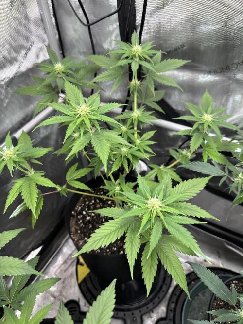 Lemon Mandarin- 42 fast buds. Week 8