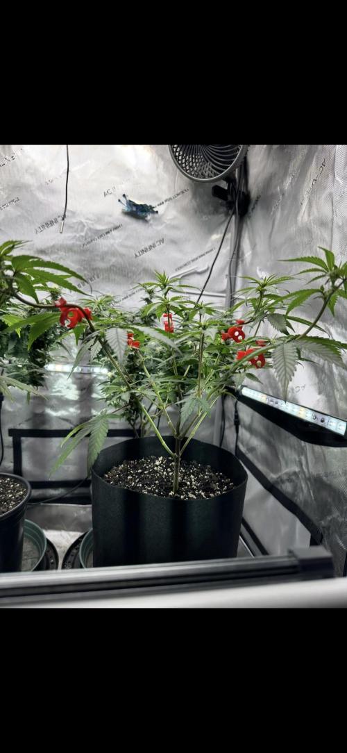 Cap Junky S1. Week 8 - Day 21