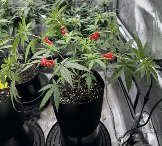 Cap Junky S1. Week 8 - Day21