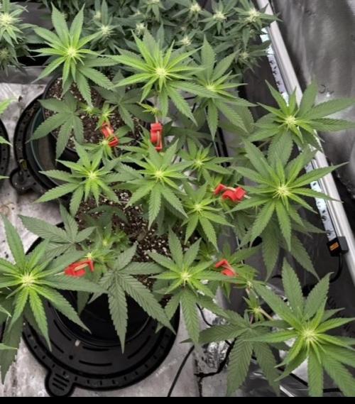 Cap Junky S1. Week 8 - Day 24