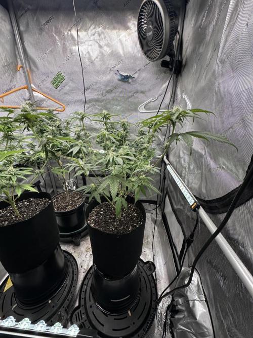 Cap Junky S1. Week 9