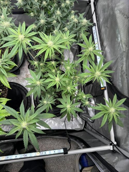 Cap Junky S1. Week 9