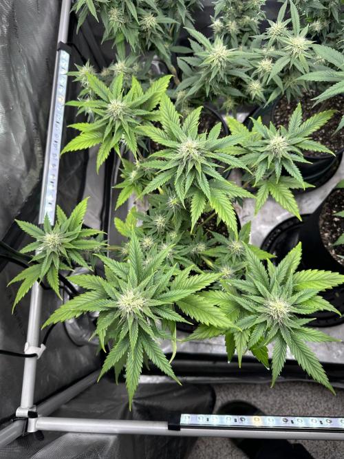 Lemon Mandarin- 42 fast buds. Week 9