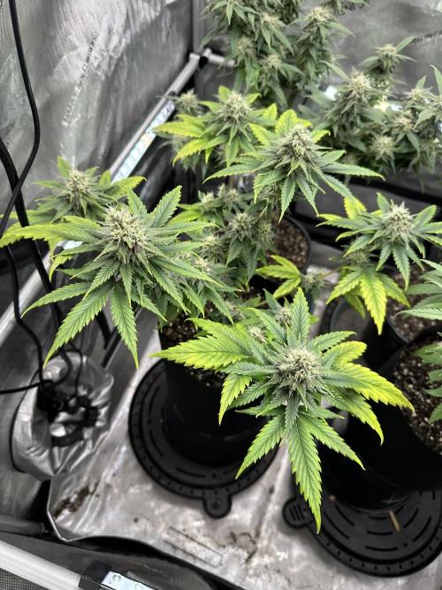 Lemon Mandarin- 42 fast buds. Week 10