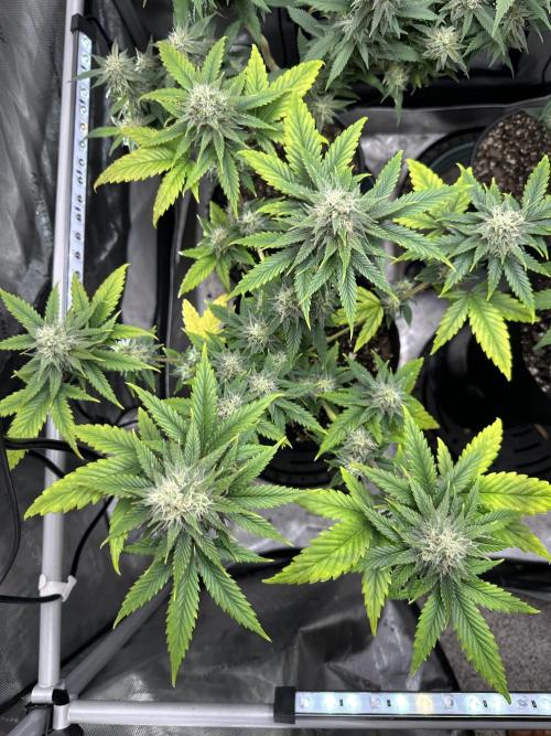 Lemon Mandarin- 42 fast buds. Week 10