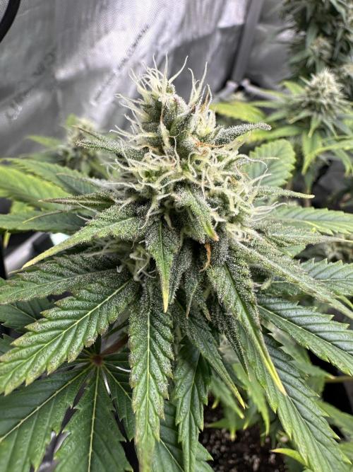 Lemon Mandarin- 42 fast buds. Week 10