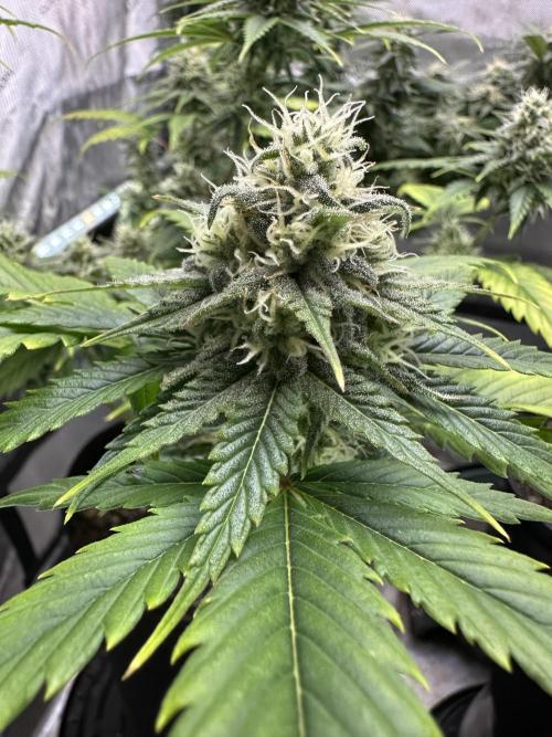 Lemon Mandarin- 42 fast buds. Week 10