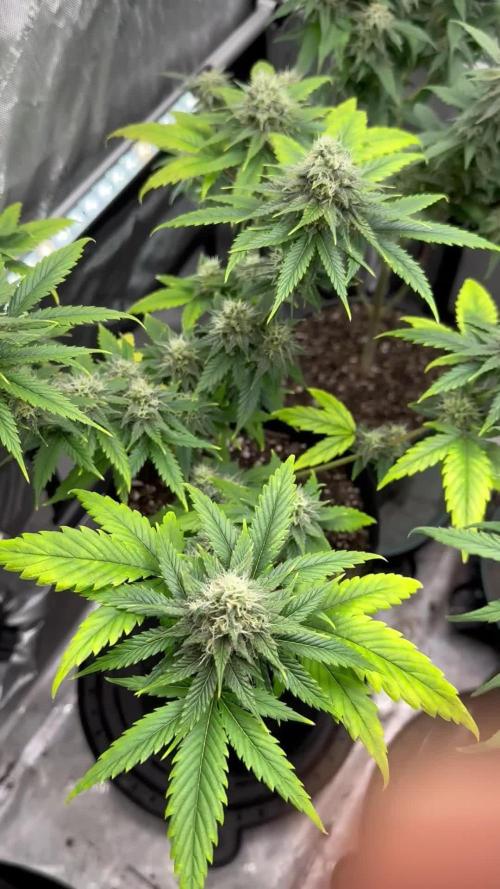 Lemon Mandarin- 42 fast buds