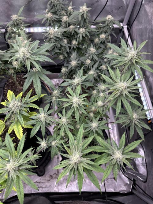 Cap Junky S1. Week 11