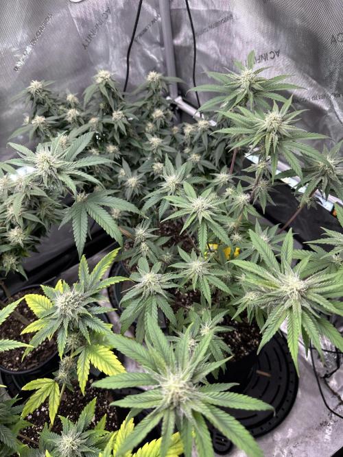 Cap Junky S1. Week 11