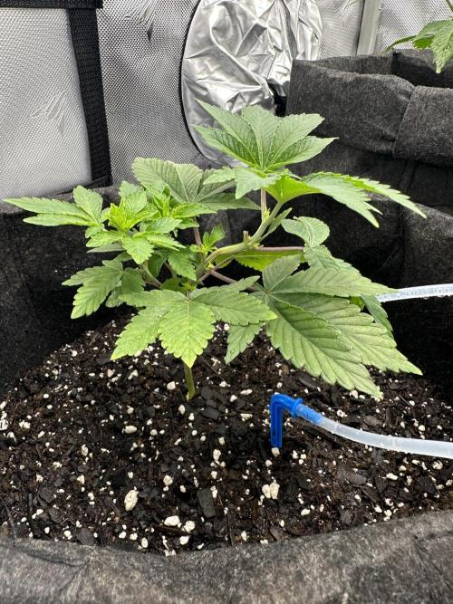 Dubble Cookies. Week 3