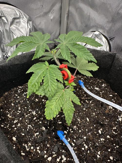 Dubble Cookies. Week 3