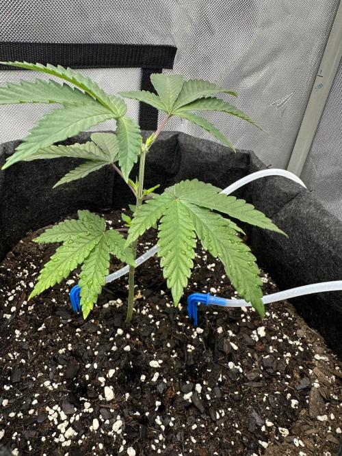 Dubble Cookies. Week 3