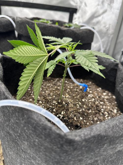 Dubble Cookies. Week 3