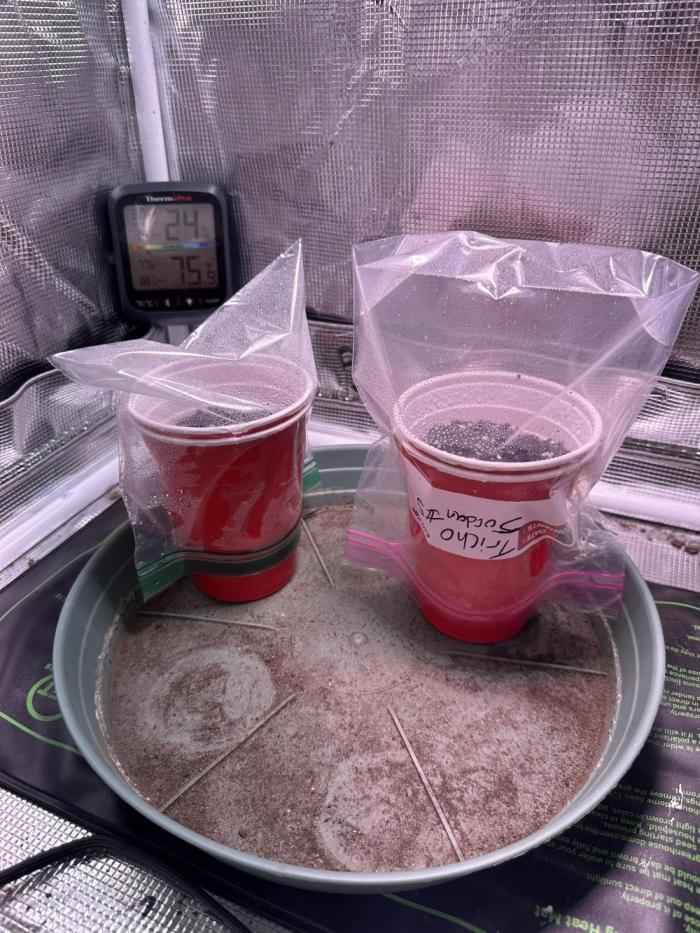 Tricho Jordan #5 S1. Week 0