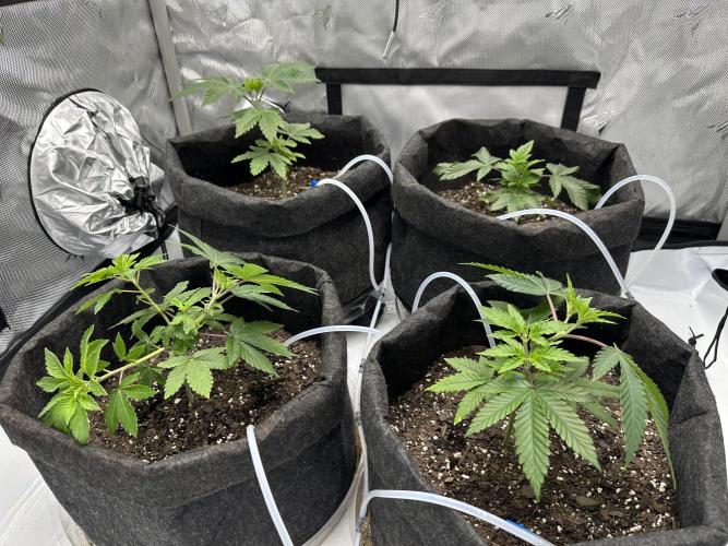 Dubble Cookies. Week 3