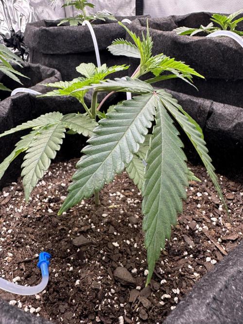 Dubble Cookies. Week 3