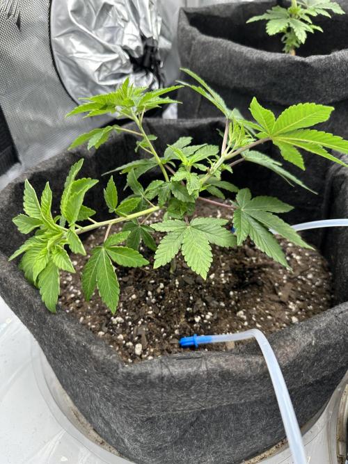 Dubble Cookies. Week 3