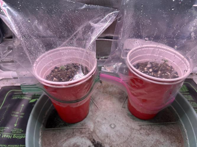 Tricho Jordan #5 S1. Week 0 - Popped and ready to to rock, Day 1