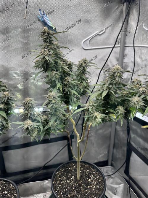 Ebb and Flow- Frozen J’s. Week 18