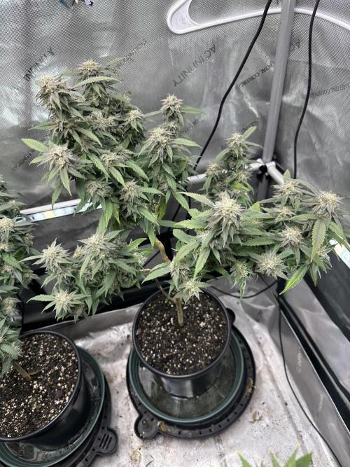 Ebb and Flow- Frozen J’s. Week 18