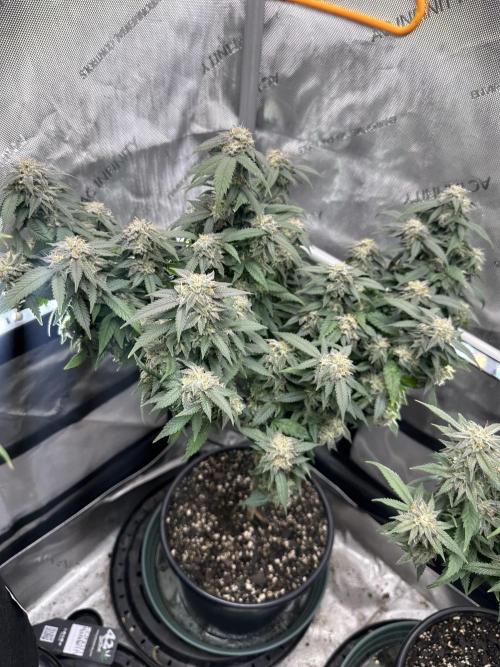 Ebb and Flow- Frozen J’s. Week 18