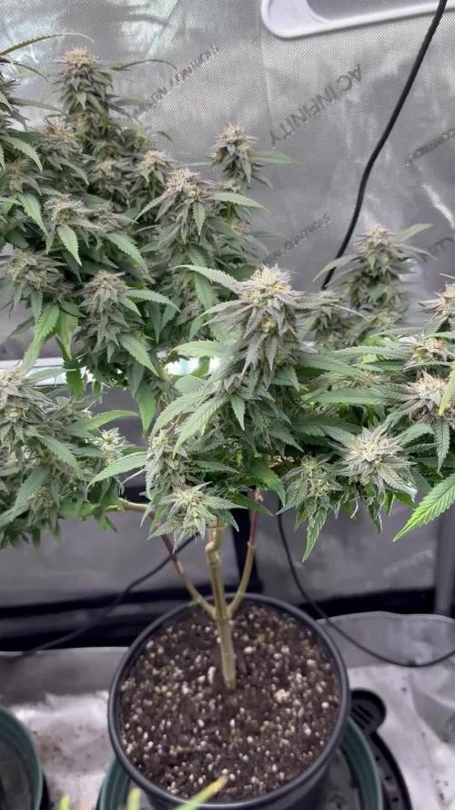 Ebb and Flow- Frozen J’s