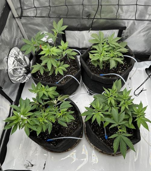 Dubble Cookies. Week 6