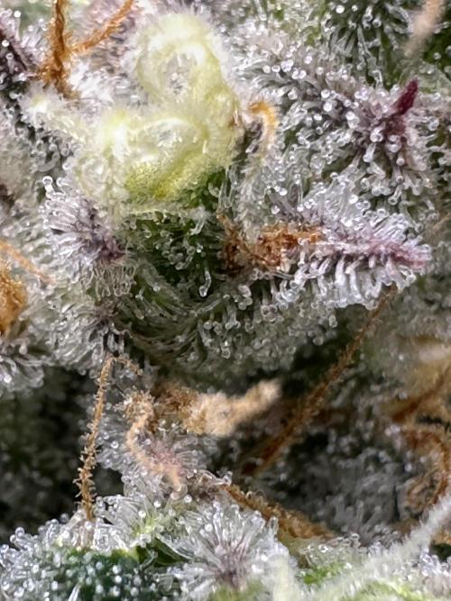 Lemon Mandarin- 42 fast buds. Week 13