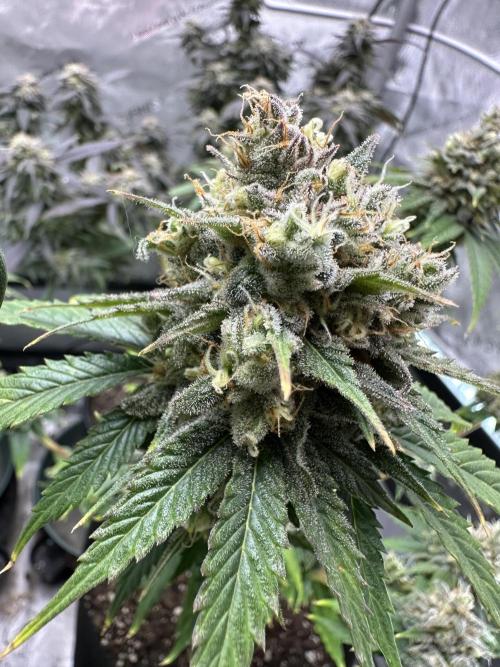 Lemon Mandarin- 42 fast buds. Week 13