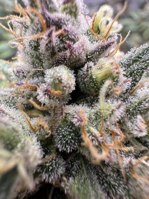 Lemon Mandarin- 42 fast buds. Week 13