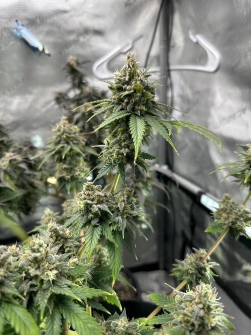 Lemon Mandarin- 42 fast buds. Week 13