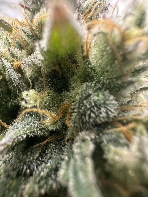 Lemon Mandarin- 42 fast buds. Week 13