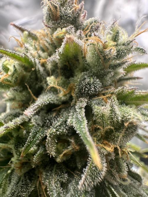 Lemon Mandarin- 42 fast buds. Week 13