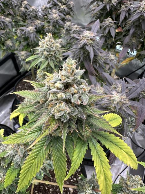 Lemon Mandarin- 42 fast buds. Week 13