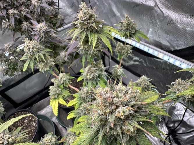 Lemon Mandarin- 42 fast buds. Week 13